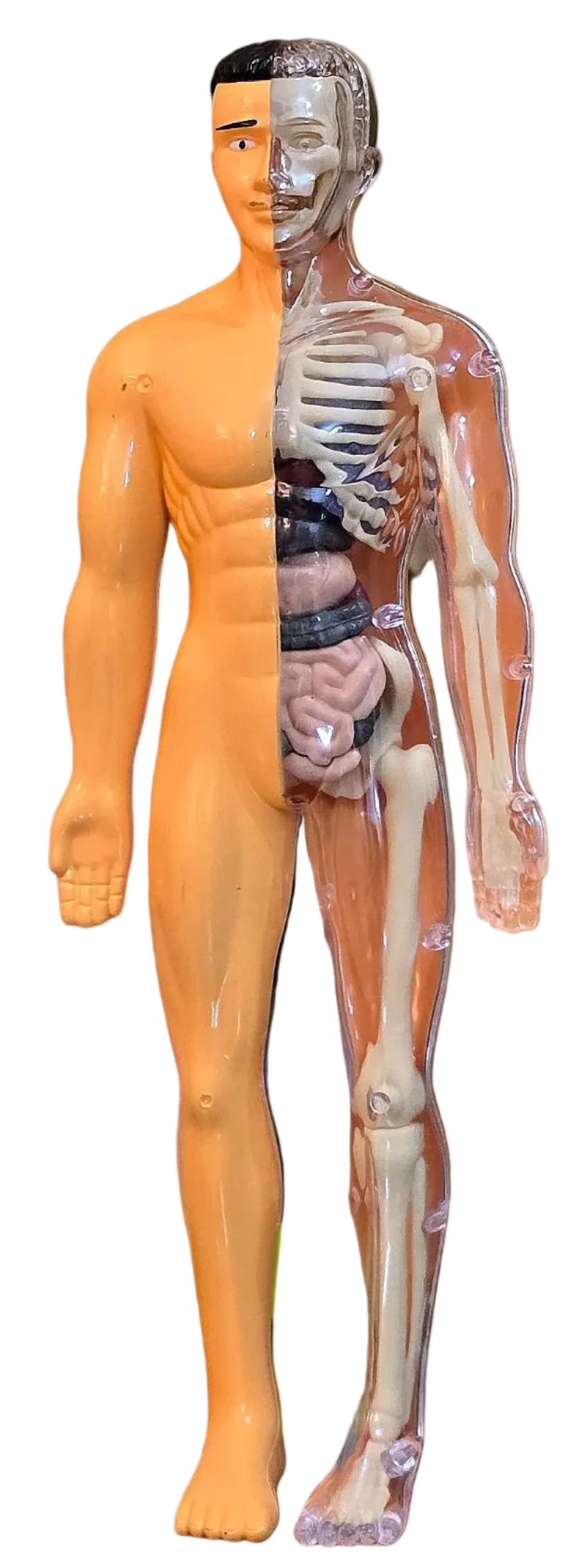 Human Body Anatomy Kit
