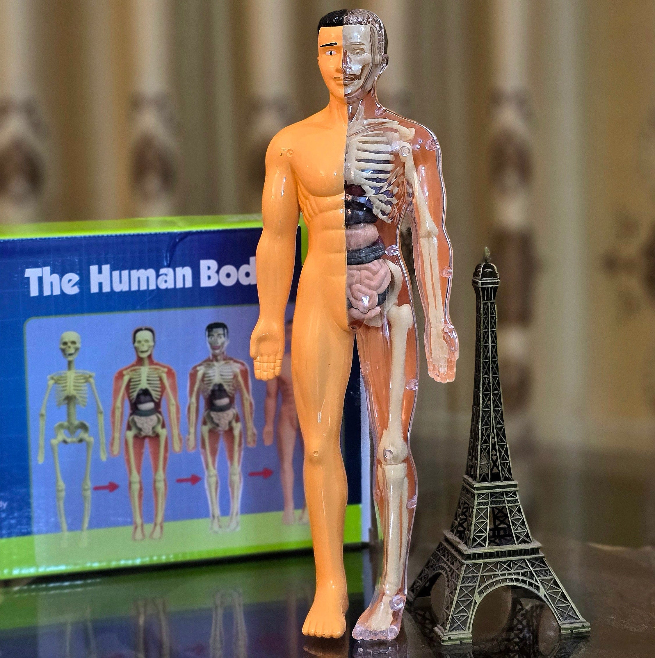 Human Body Anatomy Kit