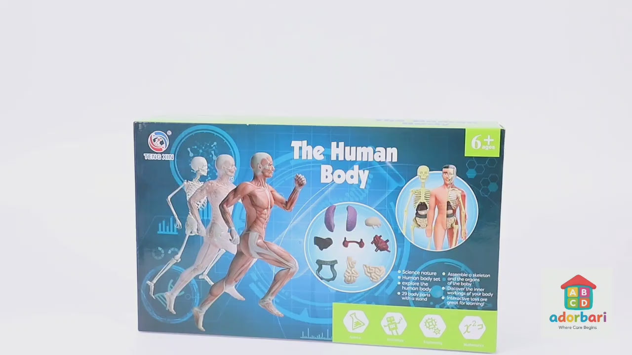 Human Body Anatomy Kit